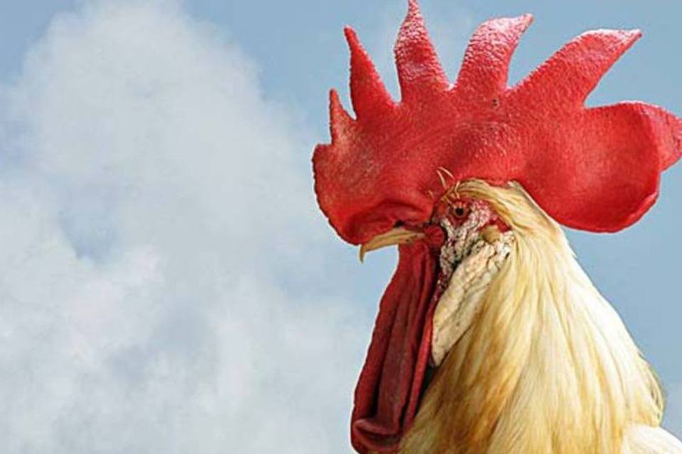 China apreende 30mil toneladas de pés de frango contaminados