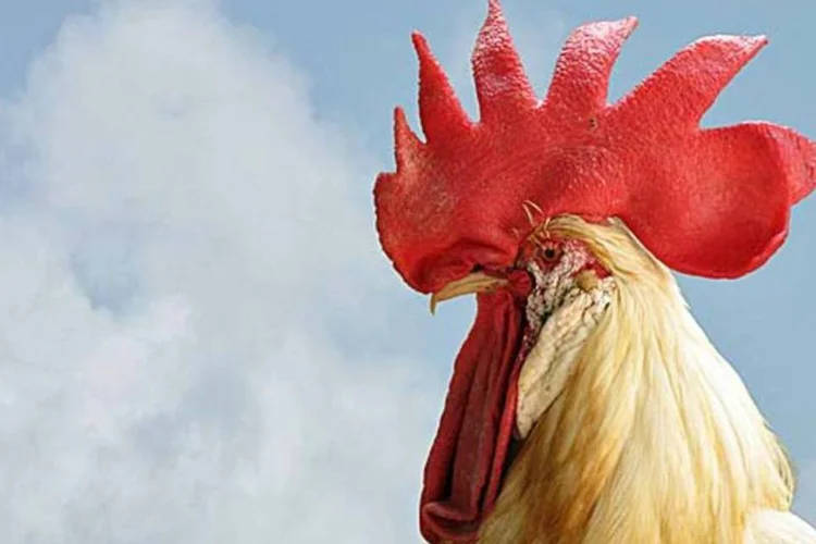 Penas de frango - pode completar? (Stock.XCHNG)