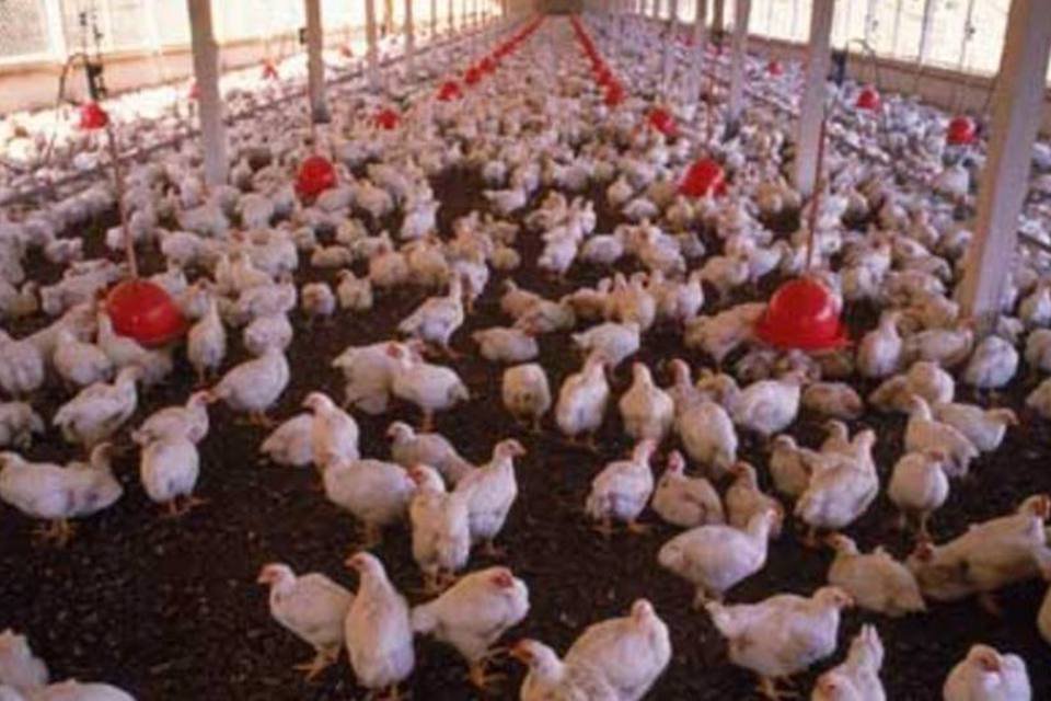 Conflito no Oriente Médio não afeta exportação de frango
