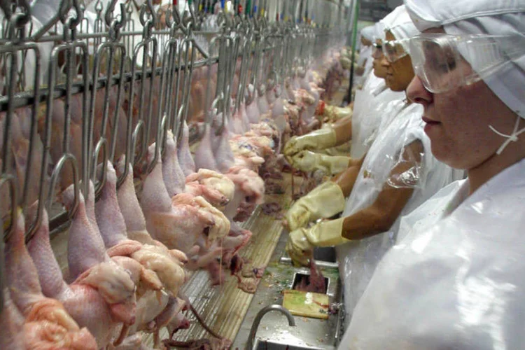 
	Frangos para exporta&ccedil;&atilde;o s&atilde;o preparados em uma f&aacute;brica da D&#39;Oro em V&aacute;rzea Paulista
 (Marcos Issa/Bloomberg)