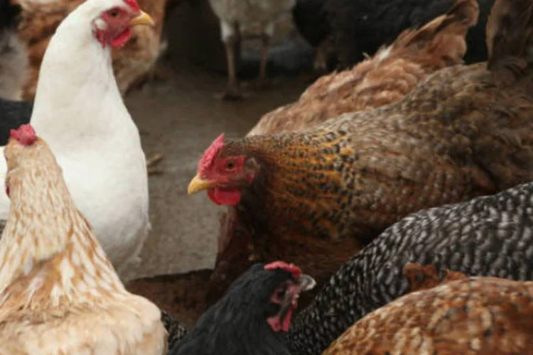 Frango: na Grande São Paulo, preço médio do animal vivo despencou 14 %, com a média em 2,21 reais por kg na quarta-feira.  (Sean Gallup/Getty Images)
