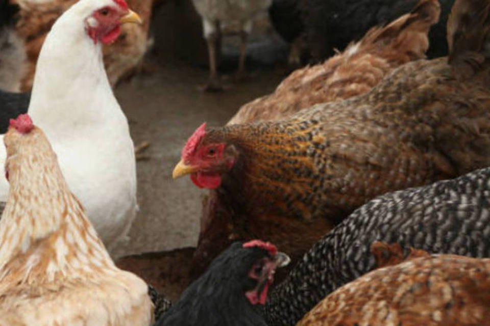 Abate de frangos bate recorde no segundo trimestre