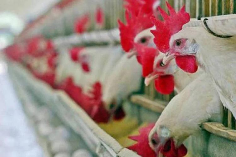 
	Frangos em granja: para 2014, a perspectiva &eacute; de que esta demanda por alimentos aumente de 5 a 6% segundo dados da C&acirc;mara de Com&eacute;rcio &Aacute;rabe-Brasileira (©AFP / Orlando Kissner)