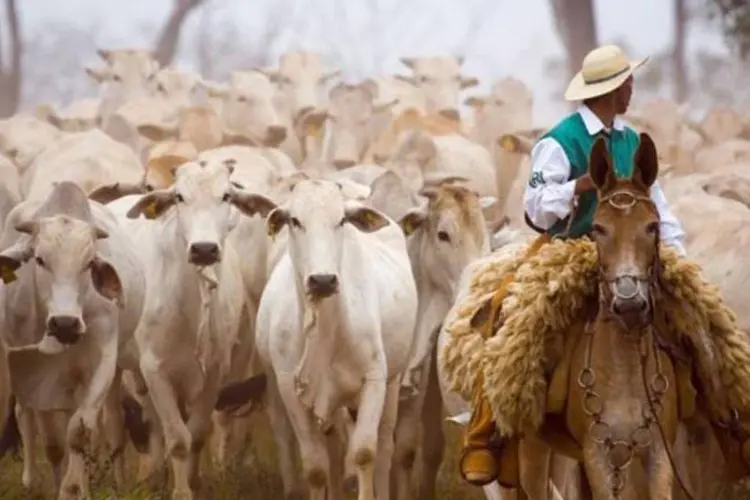 A Rodopa pode abater até 3 mil cabeças de gado por dia (Divulgação/Independência)