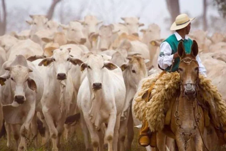 O embargo à carne brasileira foi anunciado pelo governo russo em junho e, desde então, muita desinformação e acusações foram disparadas pelos dois lados  (Divulgação/Independência)