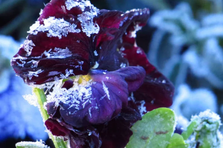 Frio: a noite desta segunda-feira, 9, e o amanhecer desta terça-feira, 10, foram marcados pela chegada da neve em municípios do Planalto Sul Catarinense (Marleno Farias/Prefeitura de Urupema/Divulgação)