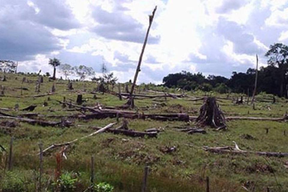 Brasil deve receber recursos para preservar florestas