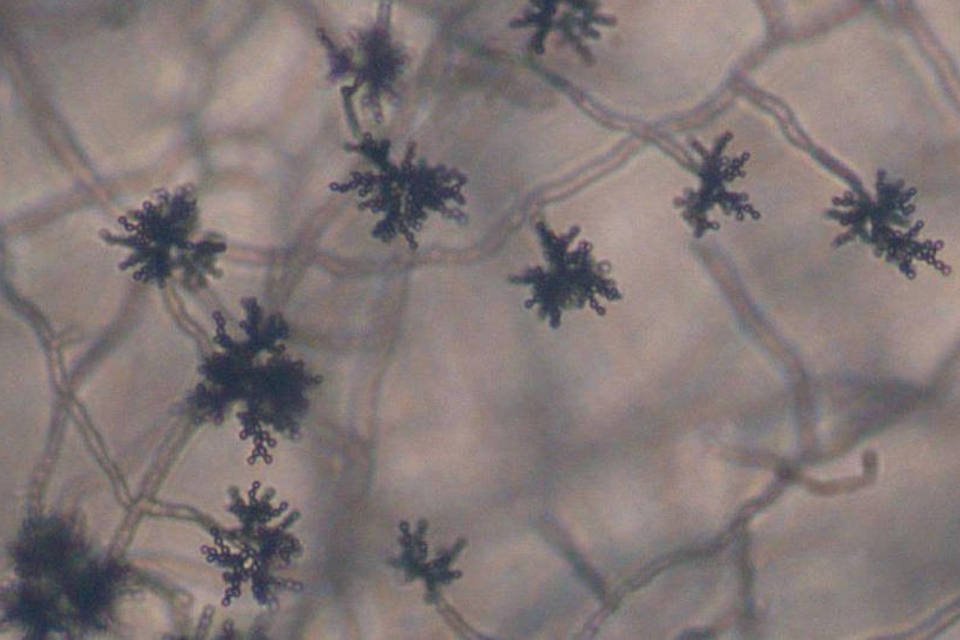 Alzheimer poderia ser provocado por fungos, diz estudo