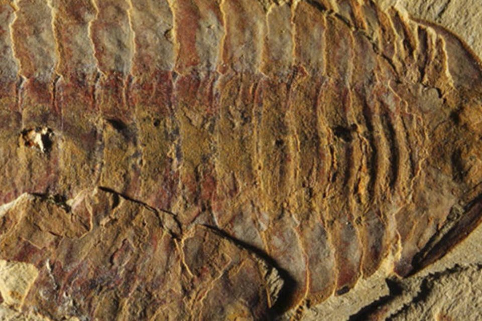 Encontrado fóssil do mais antigo sistema cardiovascular