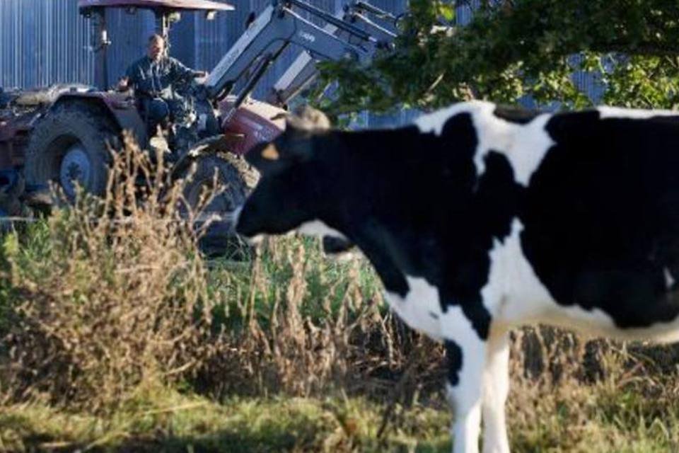 Cientistas criam dieta para reduzir metano emitido por vacas