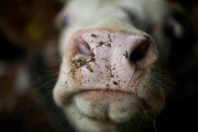 Carne em São Paulo terá que ser sustentável (.)