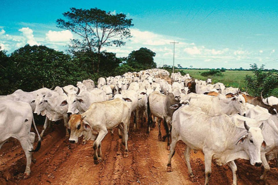 Embarque de carne bovina do Brasil recua em março