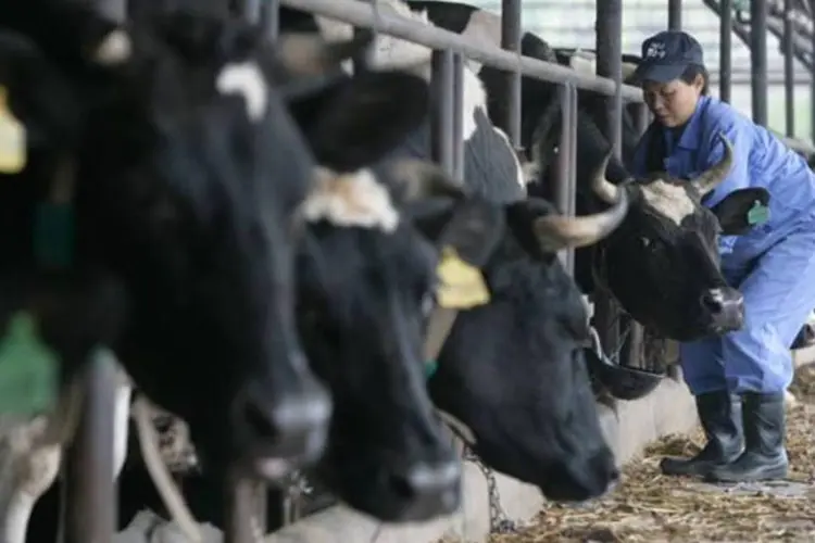 Os animais consomem 91 mil toneladas de antibióticos por ano no país  (China Photos/Getty Images)