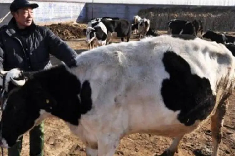 Gado chinês: aumento da demanda por leite no país (AFP)