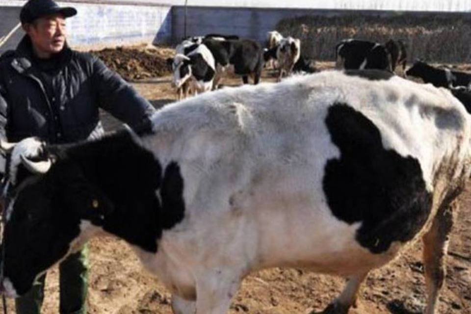 Demanda por leite faz China melhorar qualidade do gado