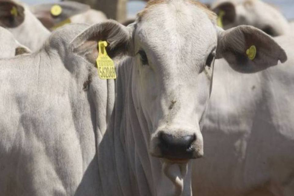 Abate de bovinos teve queda de 7% no segundo trimestre
