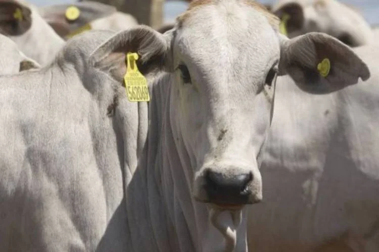 O Brasil é um dos principais fornecedores de carne à Rússia, com 45% bovina e 35% das importações de carne suína (Cláudio Rossi)