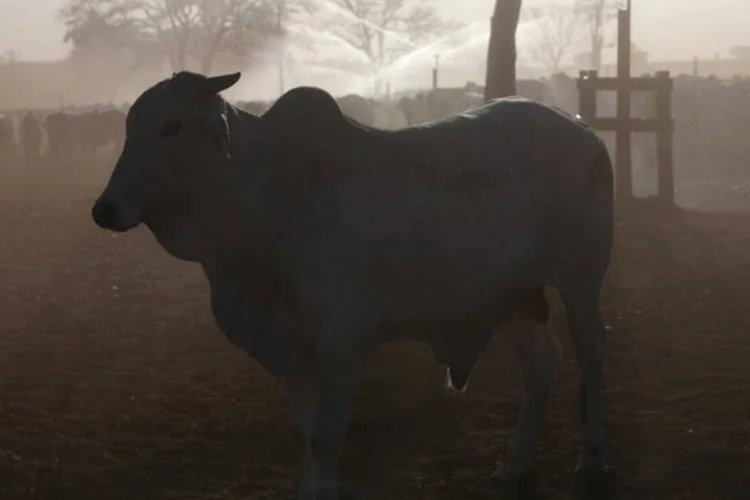 
	Gado em uma fazenda de Barretos, no interior de S&atilde;o Paulo
 (Dado Galdieri/Bloomberg)