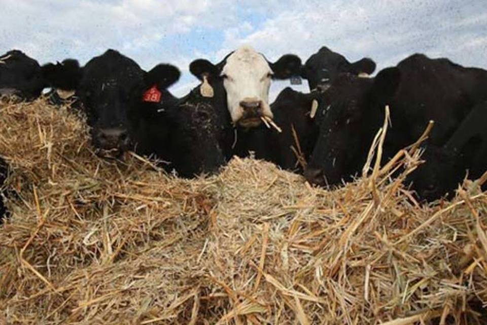 Falta de água pode tornar o mundo vegetariano