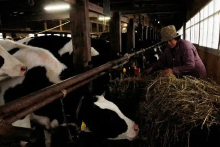 Gado é alimentado em uma fazenda em Kawamata, distrito de Fukushima: o governo japonês proibiu na última semana a venda de carne de gado criado na região (Ken Shimizu)