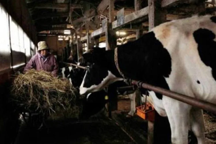 Gado no Japão: radiação detectada nos alimentos não é perigosa para a saúde (Ken Shimizu/AFP)