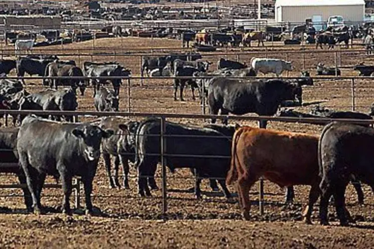 Rebanho de gado bovino: o confinamento McElhaney tem capacidade de confinar mais de 130.000 bois simultaneamente (.)