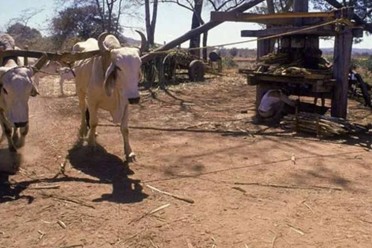 Estudo prevê baixa de até 3% na participação da agropecuária no PIB mineiro até 2050 (CACALO KFOURI)