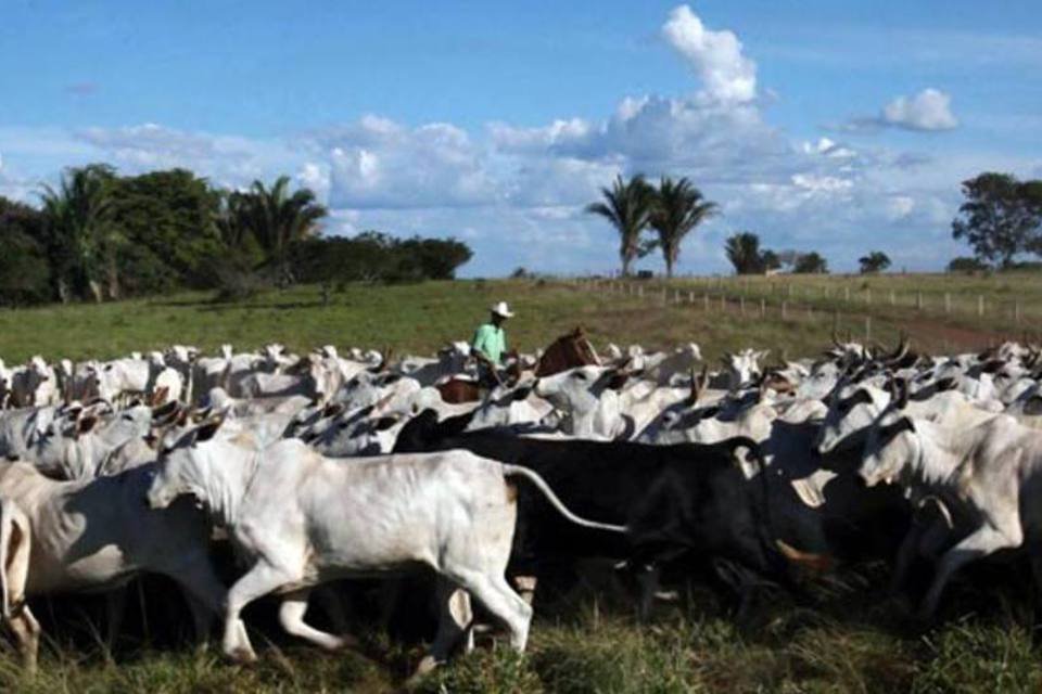 Abate de bovinos no Brasil recua em 2011 por preços altos, diz IGBE