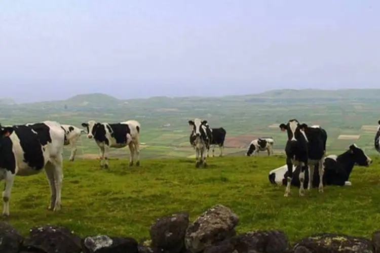No Brasil, a pecuária extensiva e o desmatamento associado respondem por 50% das emissões. (Wikimedia Commons)