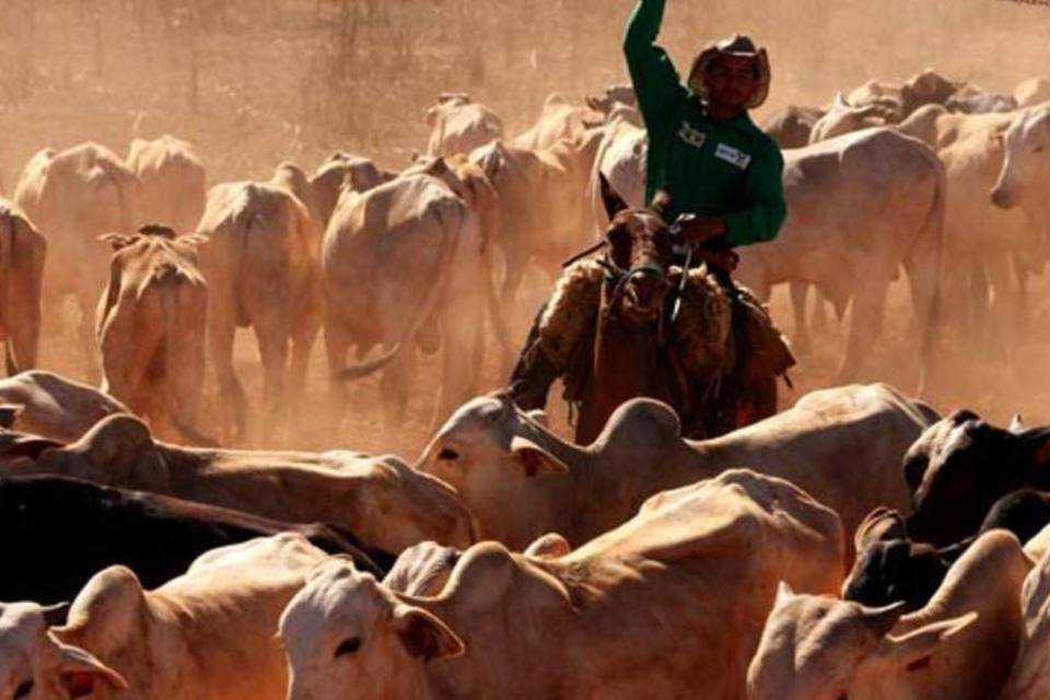 Indústria de carne descarta caso de vaca louca no País