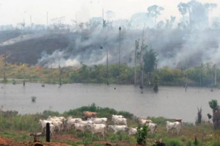 Mesmo depois da operação Boi Pirata, gado em área da floresta amazônica é uma vista comum na região (.)