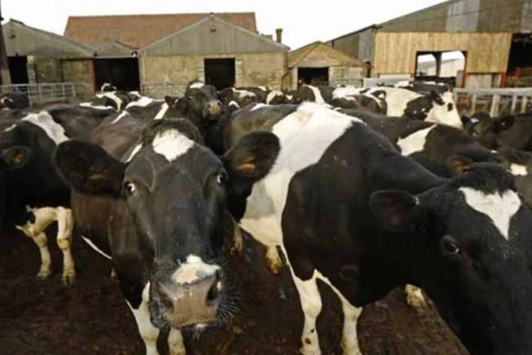 
	Gado: caso &quot;at&iacute;pico&quot; da doen&ccedil;a da vaca louca em animal no Paran&aacute; provocou rea&ccedil;&otilde;es cautelosas de Jap&atilde;o, &Aacute;frica do Sul e China quanto &agrave;s exporta&ccedil;&otilde;es do Brasil
 (REUTERS/Luke MacGregor)