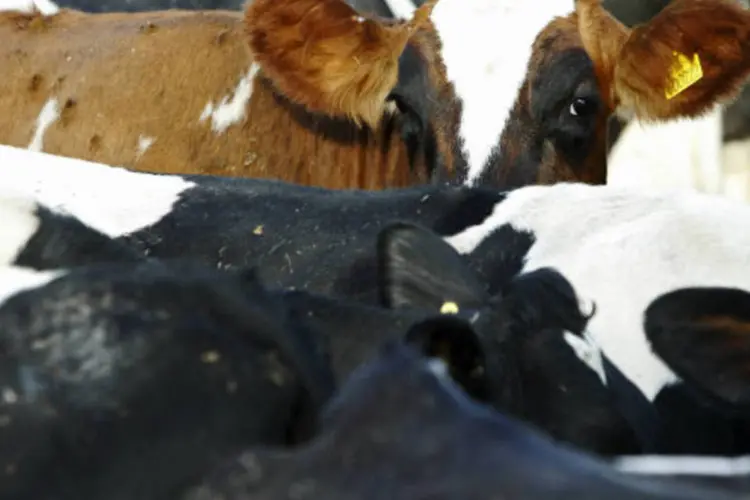 
	Vaca louca: doen&ccedil;a ocorreu em um animal no Paran&aacute;, em dezembro de 2010
 (REUTERS/Luke MacGregor)
