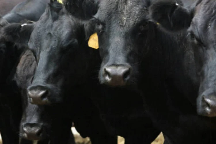 
	S&atilde;o 290 tipos de res&iacute;duos e contaminantes para este ano, os quais s&atilde;o usados em carnes (bovina, su&iacute;na, equina, caprina, ovina e de avestruz), leite, pescado, mel e ovos
 (John Moore/Getty Images)