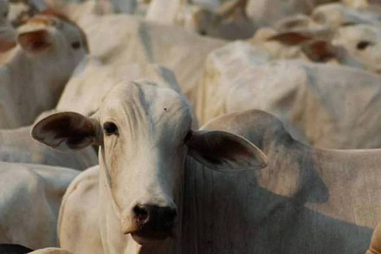 Especialistas temem que as enchentes causem mortandade de animais em MS (Wikimedia Commons)