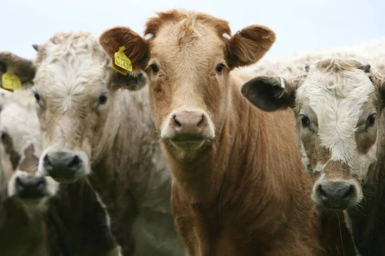 A fazenda mundial (Suzanne Plunkett/Bloomberg)