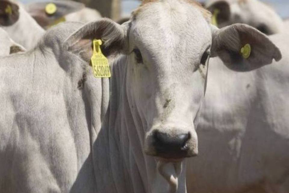 Bovinos deram à Marfrig 50% da receita no 3º trimestre