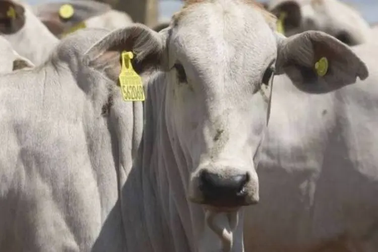 
	Marfrig: a margem bruta da Marfirg Beef (bovinos) cresceu 19% no terceiro trimestre ante o segundo
 (Cláudio Rossi/EXAME.com)
