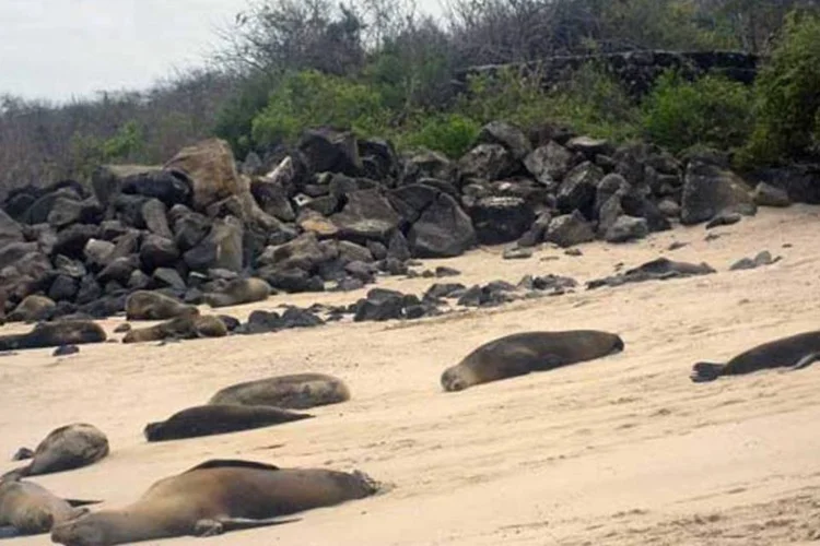 O trabalho, que durou dez anos, permite observar a degradação em alguns desses lugares históricos, como as ilhas Galápagos (Equador), ameaçadas pelo turismo (Wikimedia Commons)