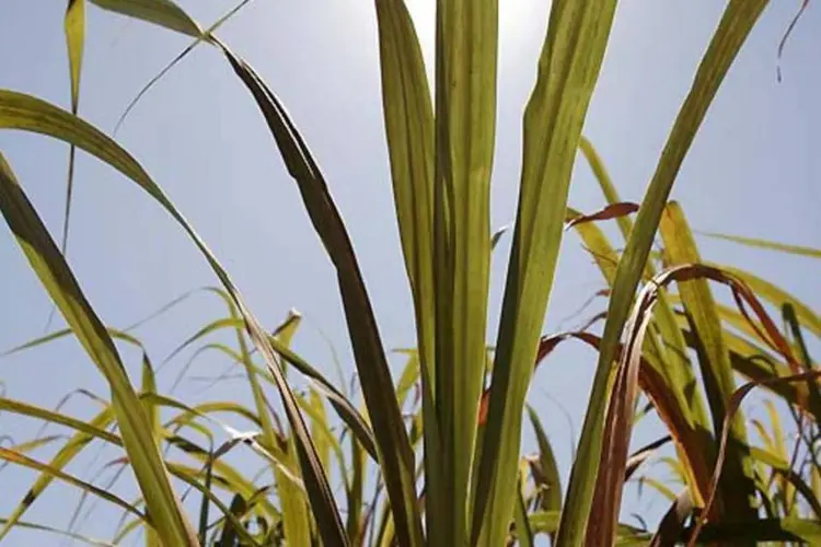 Plantação de cana-de-açúcar: entre 2010 e 2014, Petrobras planeja elevar em 193% a produção de etanol (DIVULGACAO)