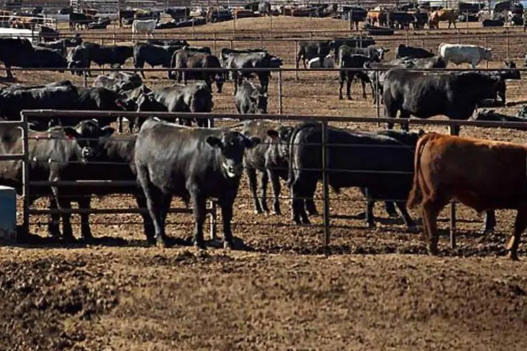 O grupo JBS é o maior produtor e exportador de proteína animal no mundo (JOHN BLAKE)