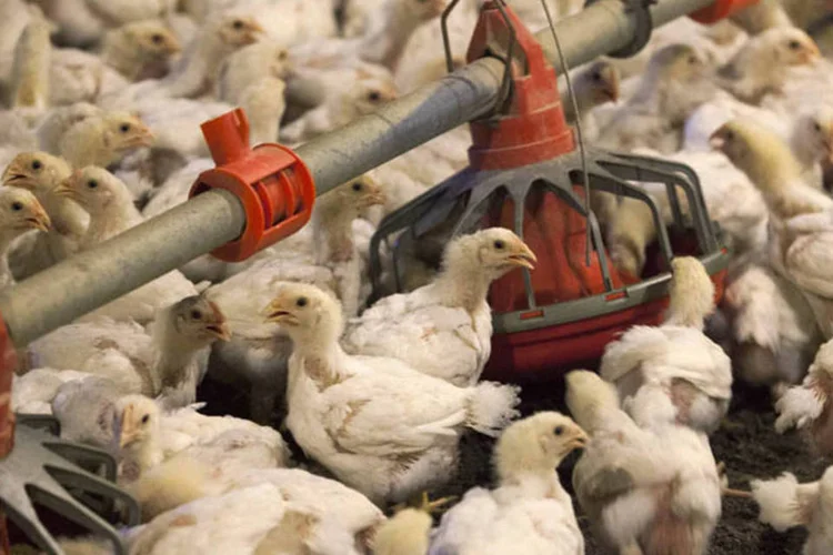 
	Frangos: a infec&ccedil;&atilde;o com o v&iacute;rus H5N2 foi confirmada hoje
 (Randall Hill/Reuters)