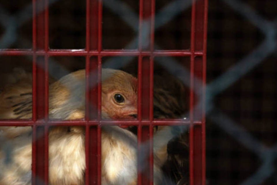 Mortes por gripe aviária chegam a 9 na China