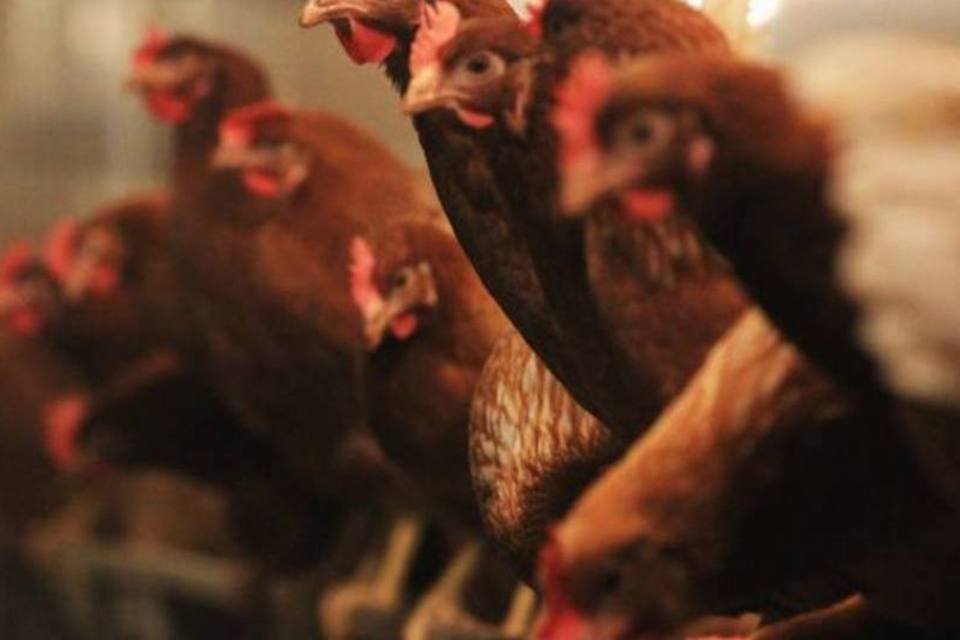Aumento na produção de frangos e ovos foi 2,2% em 2011