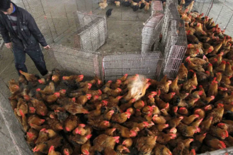
	Produtor de frangos em mercado de aves na China:&nbsp;o n&uacute;mero de mortos no Leste da China em decorr&ecirc;ncia do H7N9 chega a sete e h&aacute; 24 casos positivos, dos quais 21 em estado grave.
 (REUTERS / China Daily)