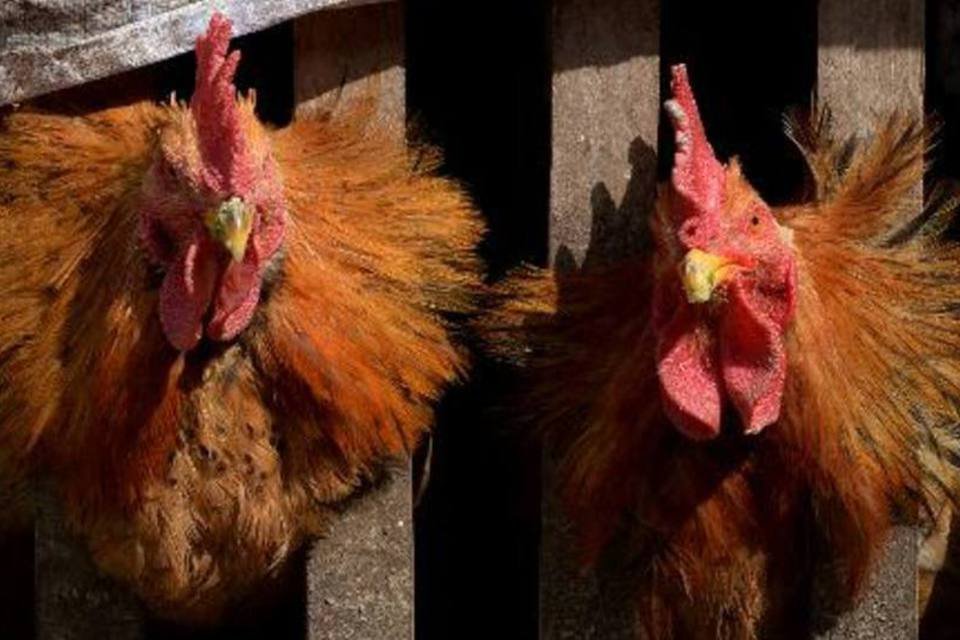 China tem primeira morte pela gripe aviária H5N6
