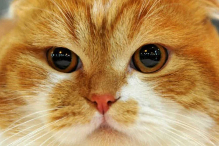 
	Gato da ra&ccedil;a Scottish Fold: o ex-prefeito de Barnaul, Igor Savintsev, renunciou em agosto ap&oacute;s ter sido acusado de abuso de poder
 (AFP)