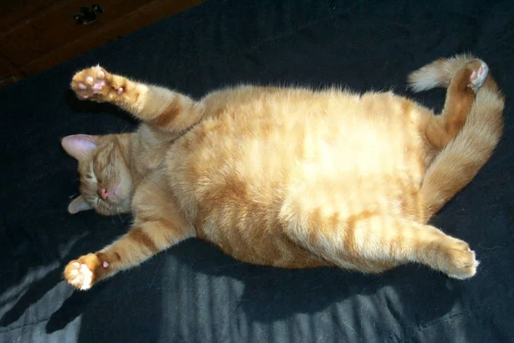 Gato gordo: o termo é usado como apelido para homens ricos e poderosos desde 1928 (Tripp/Flickr)