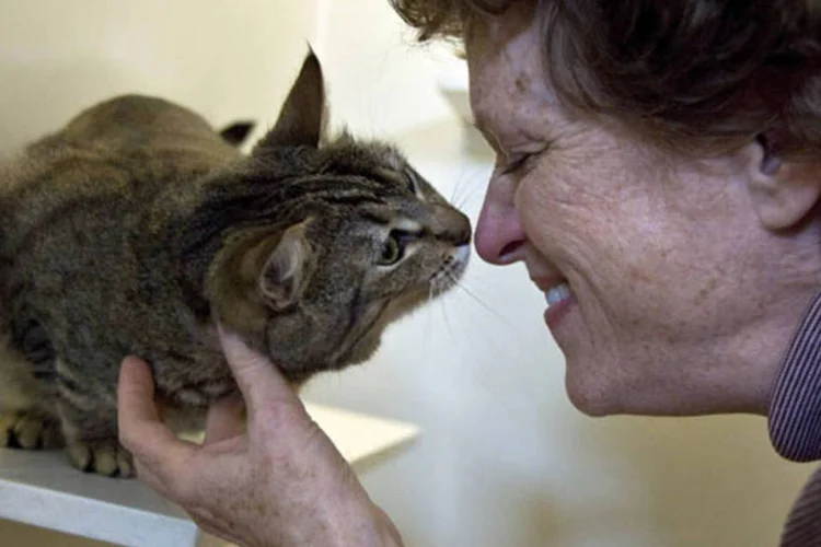 
	Mulher e gato: gatos gostam tanto e prestam tamanha aten&ccedil;&atilde;o nos donos que at&eacute; imitam seus h&aacute;bitos
 (Getty Images)