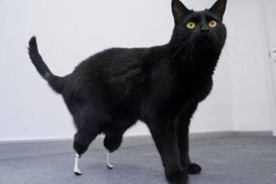 Gato recebe patas biônicas no Reino Unido